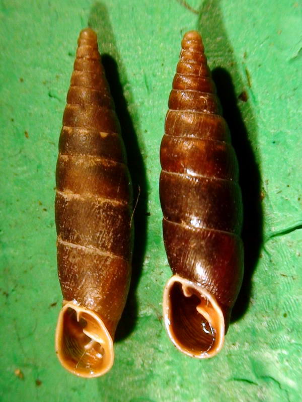 Cochlodina  incisa  vs  Cochlodina laminata